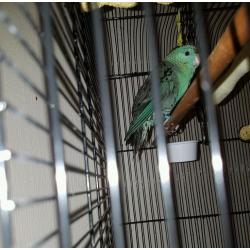Linny the Parakeet