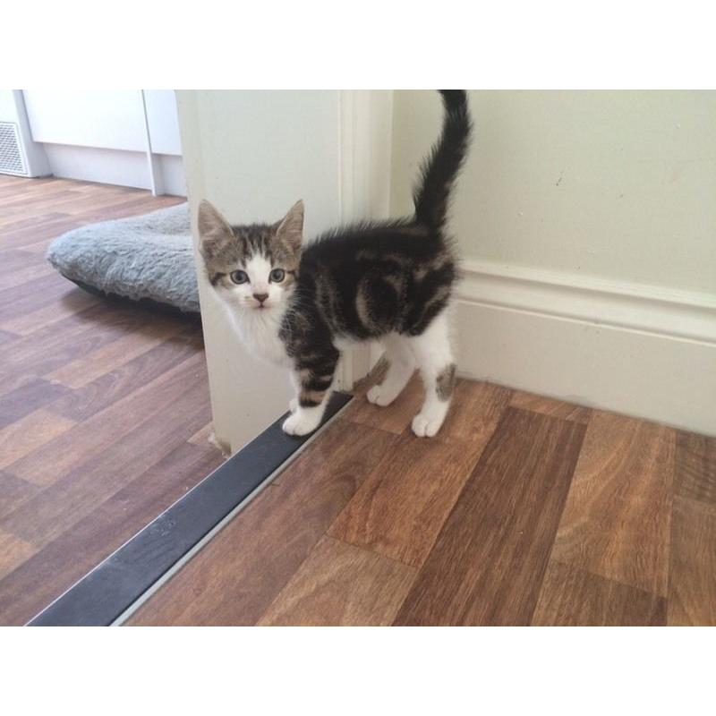 Two remaining kittens