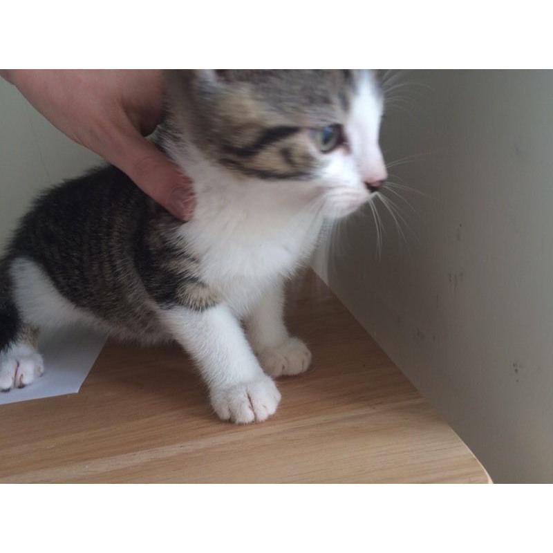 Two remaining kittens