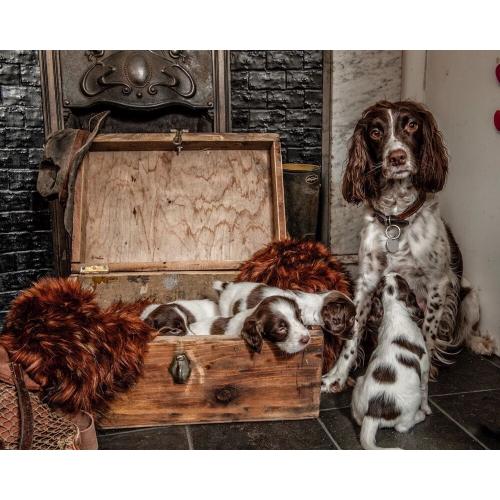 Springer spaniel puppies for sale