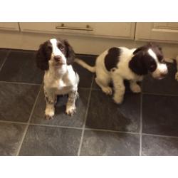 Springer spaniel puppies for sale