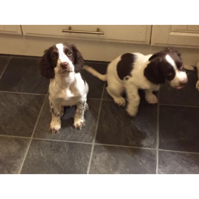 Springer spaniel puppies for sale