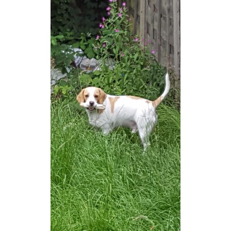 2 year old beagle for sale