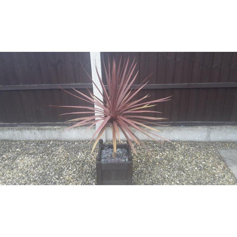 Devon Red Palm