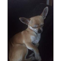 Beautiful chihuahua boy