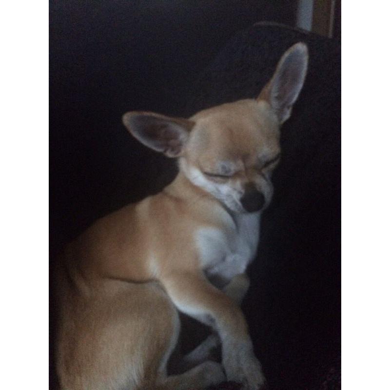 Beautiful chihuahua boy