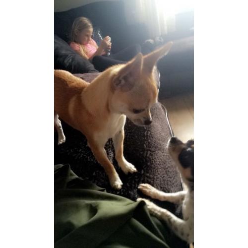 Beautiful chihuahua boy