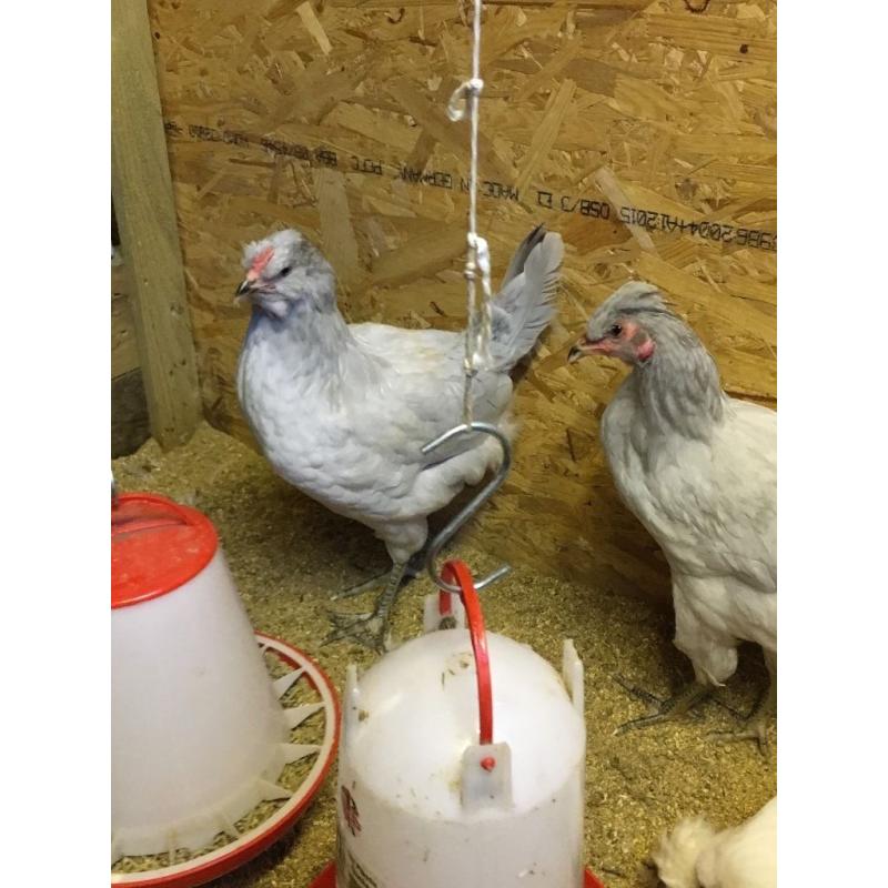 female lavender araucuna hens