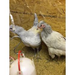 female lavender araucuna hens