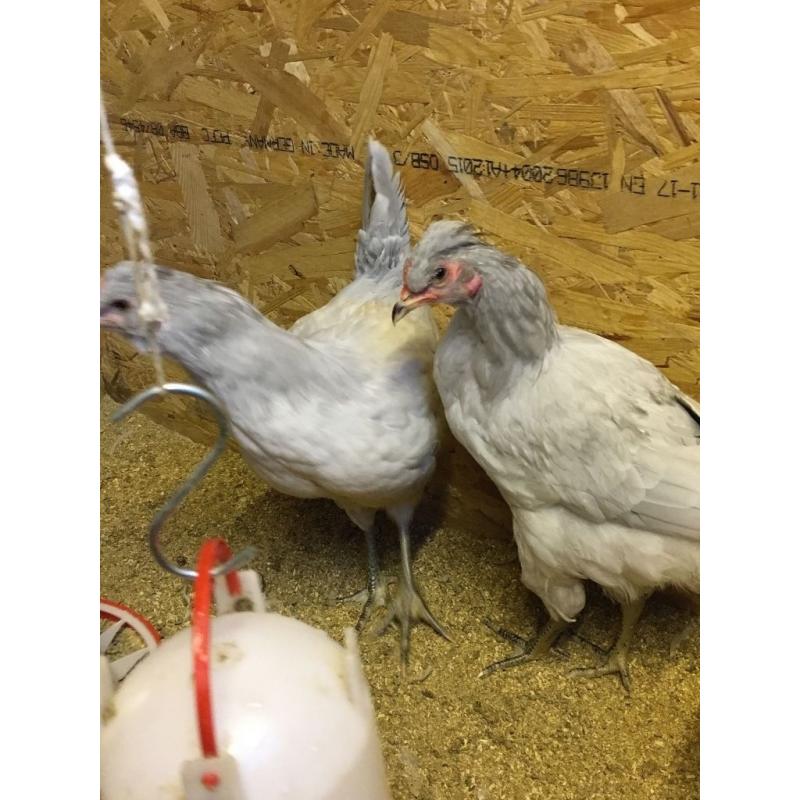 female lavender araucuna hens