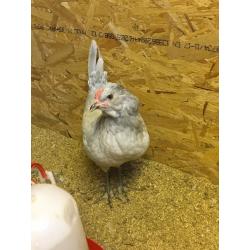 female lavender araucuna hens