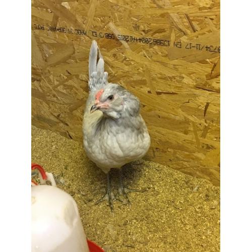 female lavender araucuna hens