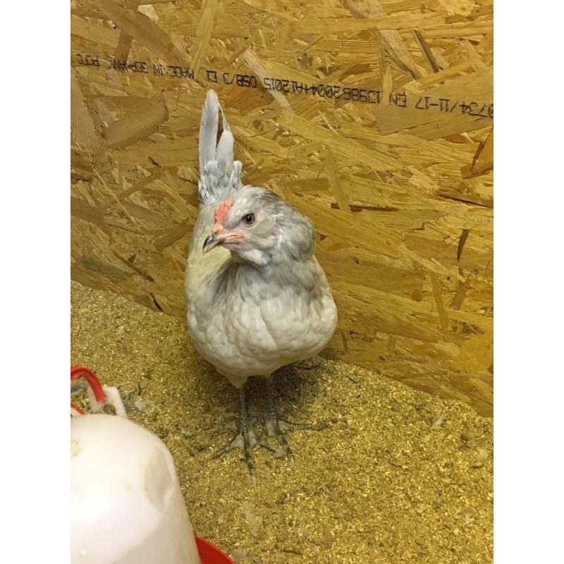 female lavender araucuna hens