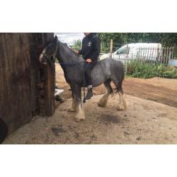 13.1hh BLUE ROAN FILLY FOR SALE