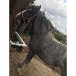13.1hh BLUE ROAN FILLY FOR SALE