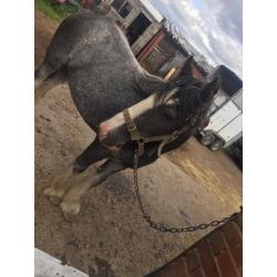 13.1hh BLUE ROAN FILLY FOR SALE