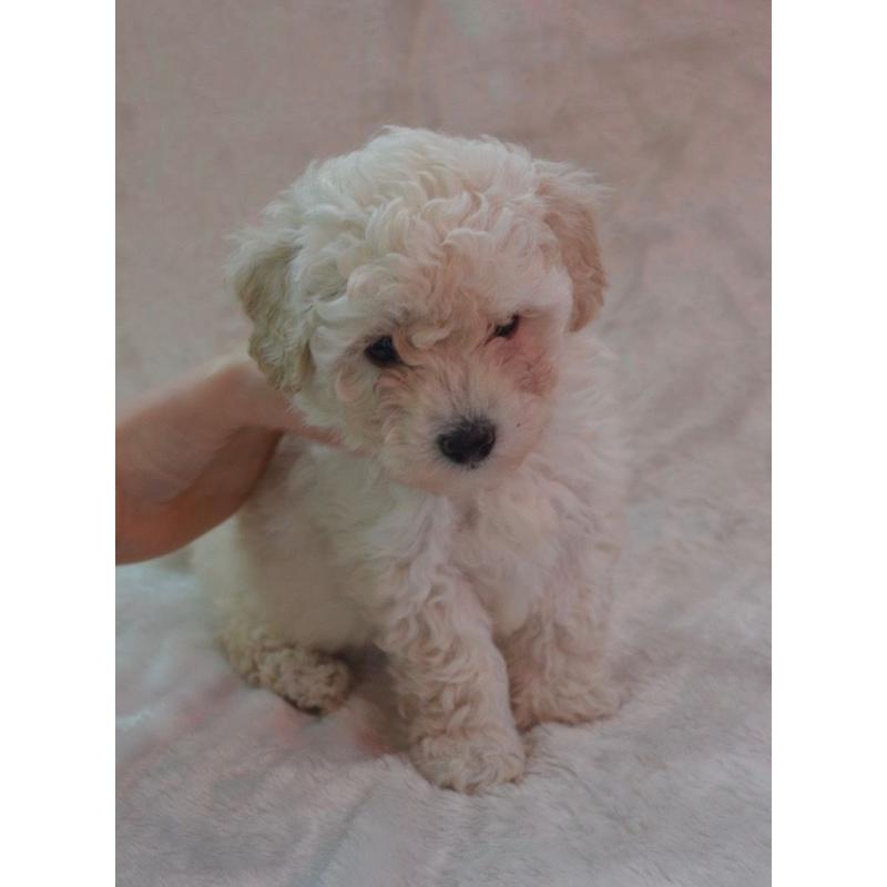 ** Toy poodle puppies **