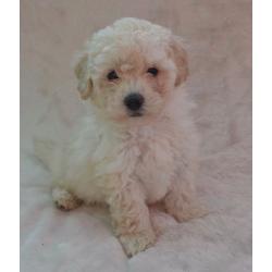 ** Toy poodle puppies **