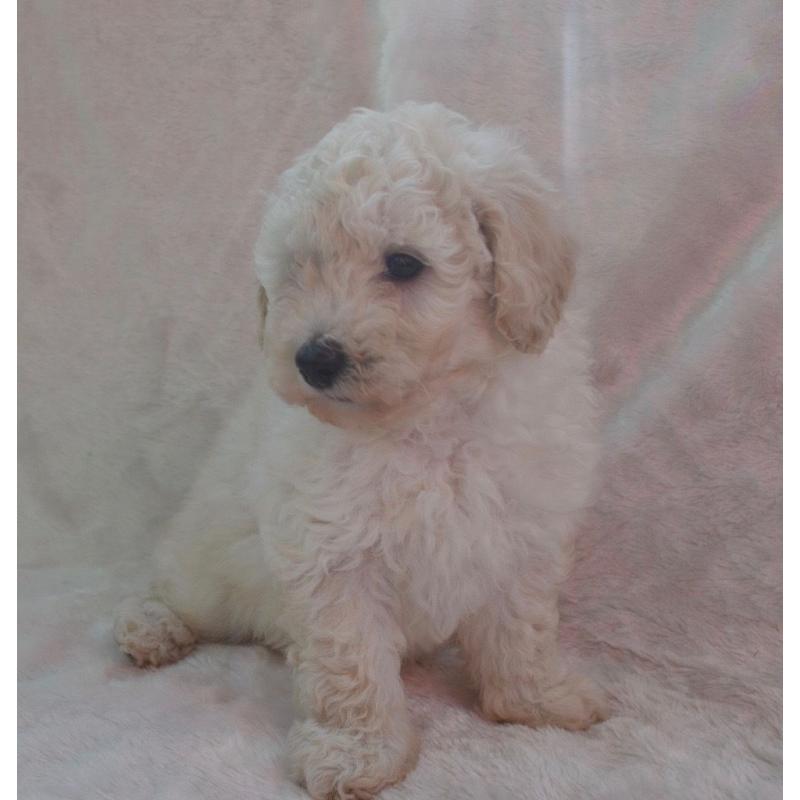 ** Toy poodle puppies **