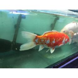 5 Extra Large Koi