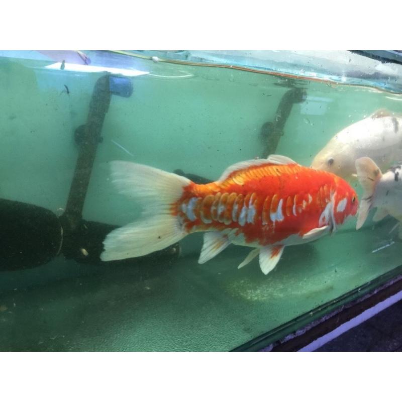 5 Extra Large Koi