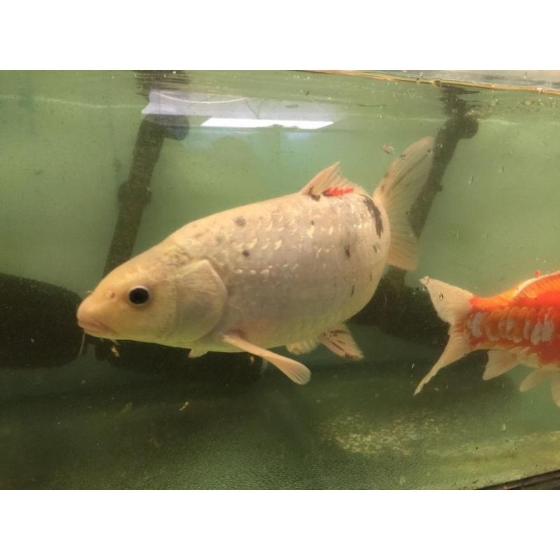 5 Extra Large Koi