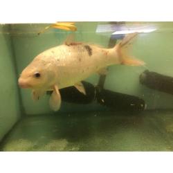 5 Extra Large Koi