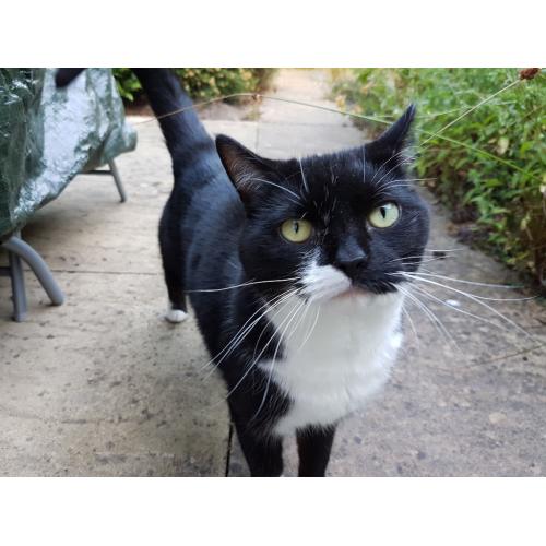 Can you offer Bella a new home please? 5 year old loving female cat. Fit & healthy.