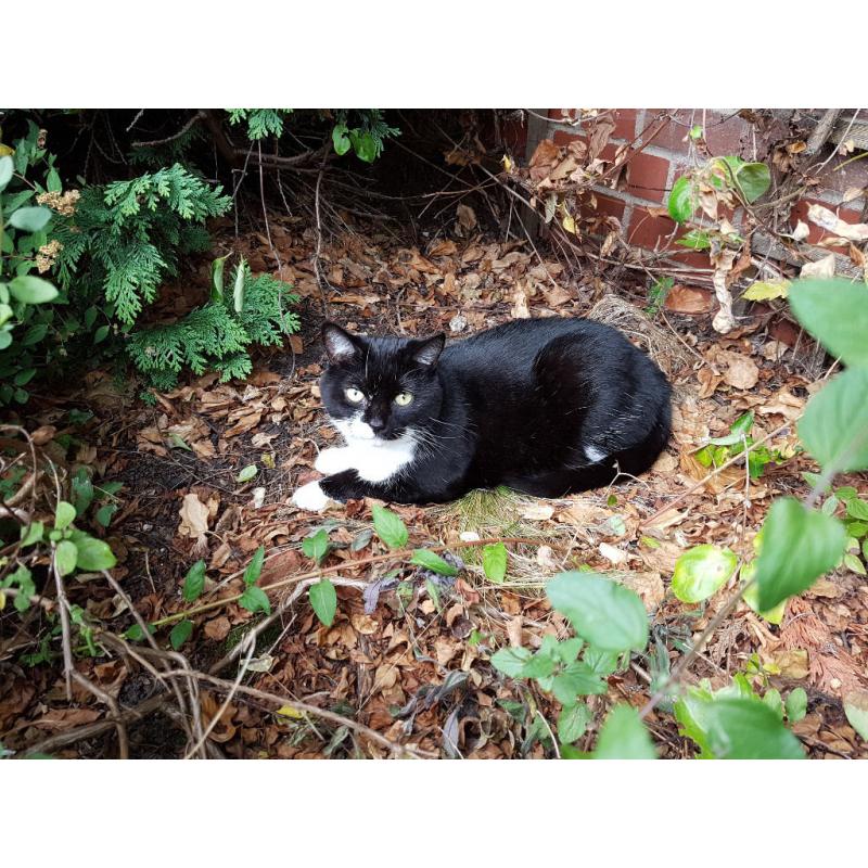 Can you offer Bella a new home please? 5 year old loving female cat. Fit & healthy.