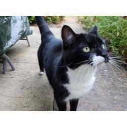 Can you offer Bella a new home please? 5 year old loving female cat. Fit & healthy.