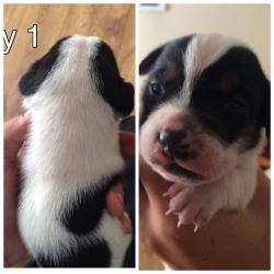 Jack Russell pups