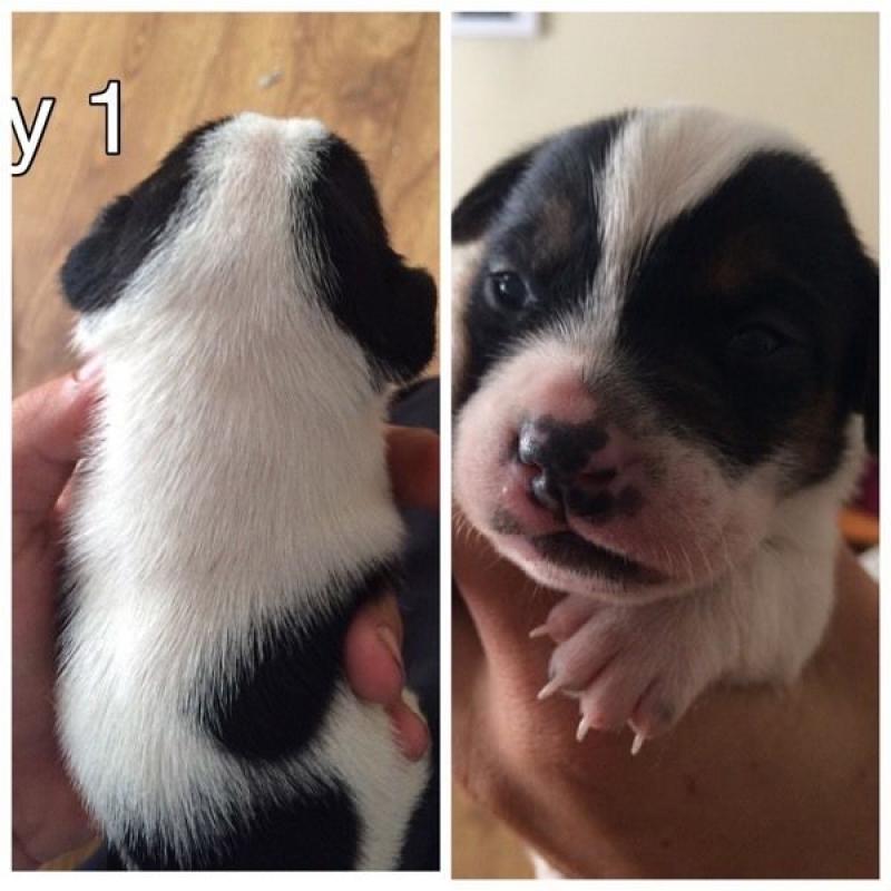 Jack Russell pups