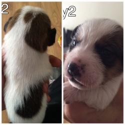 Jack Russell pups