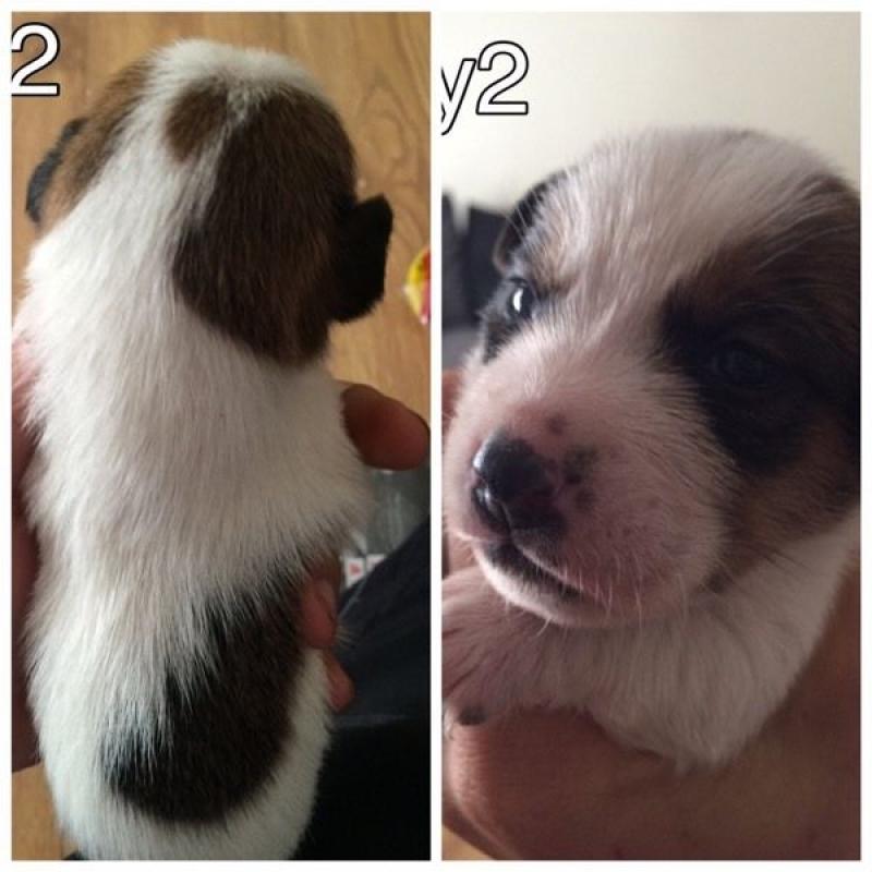 Jack Russell pups