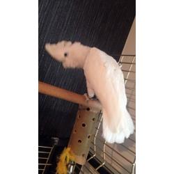Ducorps cockatoo about year old