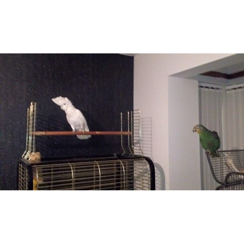 Ducorps cockatoo about year old