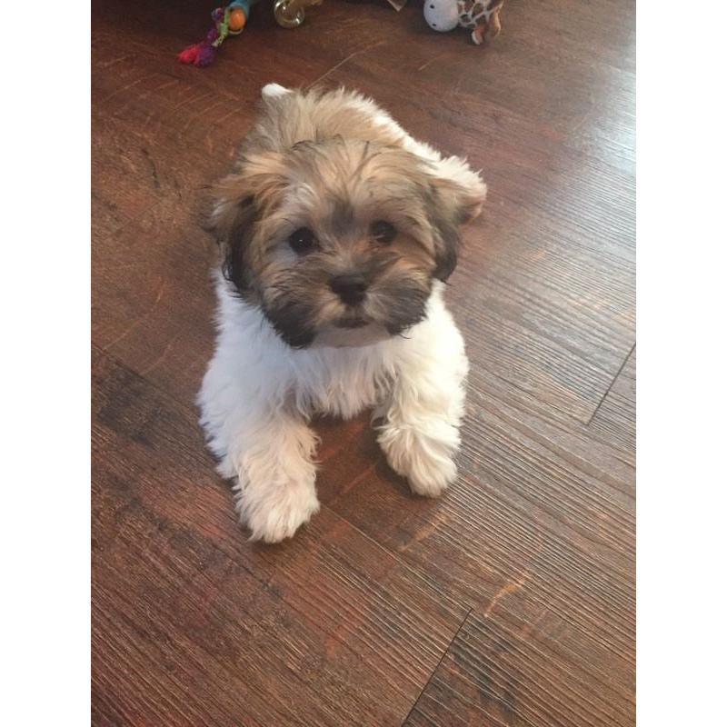 Kyi-leo (maltese / Lhasa Apso