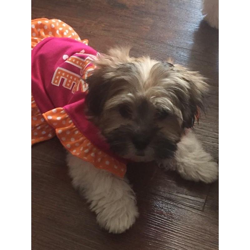 Kyi-leo (maltese / Lhasa Apso
