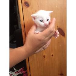 Pure white and brown and white kittens