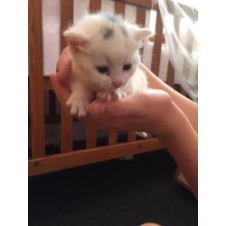 Pure white and brown and white kittens