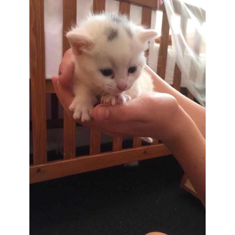 Pure white and brown and white kittens