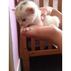 Pure white and brown and white kittens