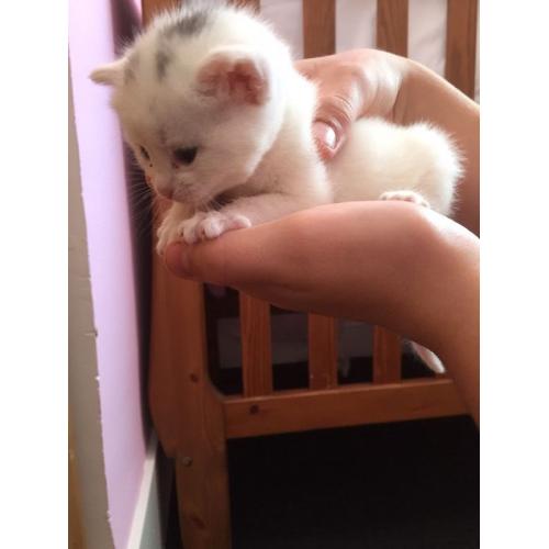Pure white and brown and white kittens