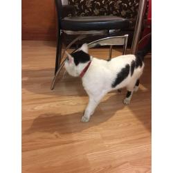 3yrs old male cat
