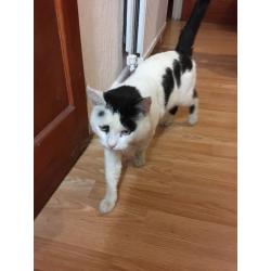 3yrs old male cat