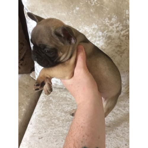 Stunning Sable French Bulldog for sale
