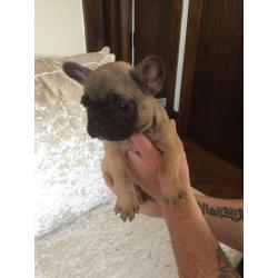 Stunning Sable French Bulldog for sale