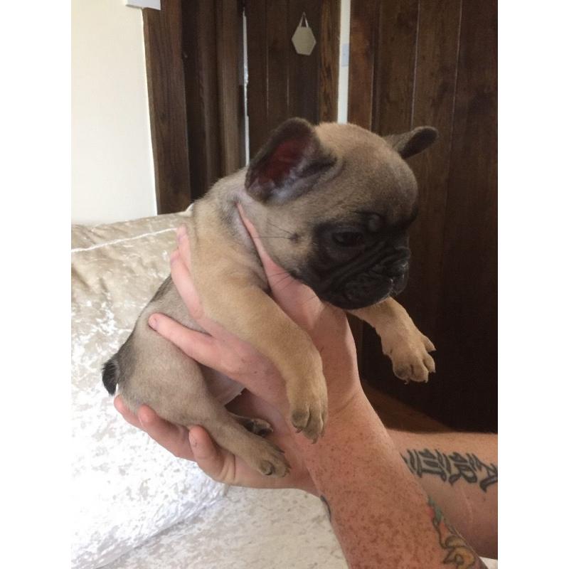 Stunning Sable French Bulldog for sale