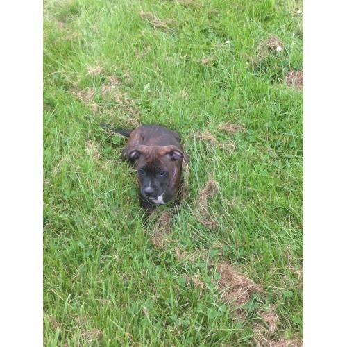 Female brindle staffy 14weeks old