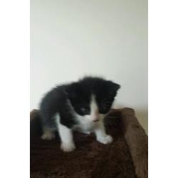 3 Black and white kitten